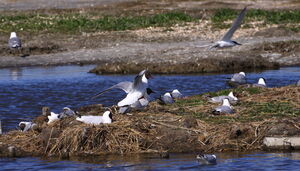 Black-headed Gull 
&copy; Jacques L�d�