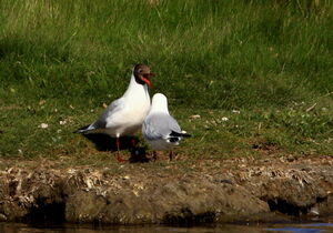 Black-headed Gull 
&copy; Jacques L�d�