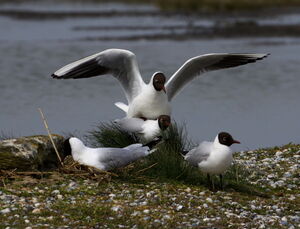 Black-headed Gull 
&copy; Jacques L�d�