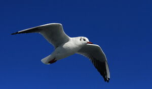 Black-headed Gull 
&copy; Jacques L�d�