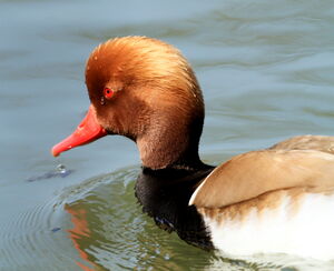 Red-crested Pochard 
&copy; Jacques L�d�