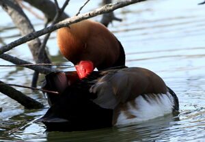 Red-crested Pochard 
&copy; Jacques L�d�