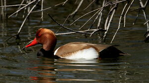 Red-crested Pochard 
&copy; Jacques L�d�