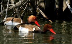 Red-crested Pochard 
&copy; Jacques L�d�