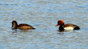 Red-crested Pochard 
&copy; Jacques L�d�