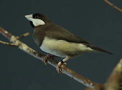 Timor Sparrow