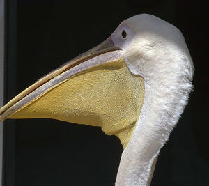 Great White Pelican 
&copy; Jacques L�d�