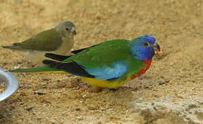 Scarlet-chested Parrot