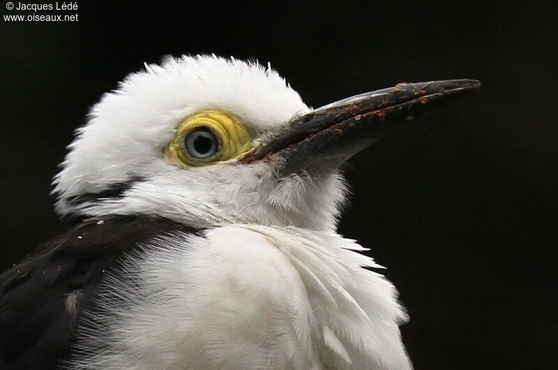 White Woodpecker