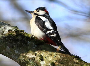 Great Spotted Woodpecker 
&copy; Jacques L�d�