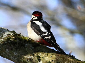 Great Spotted Woodpecker 
&copy; Jacques L�d�