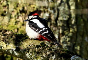Great Spotted Woodpecker 
&copy; Jacques L�d�