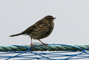 Meadow Pipit 
&copy; Jacques L�d�