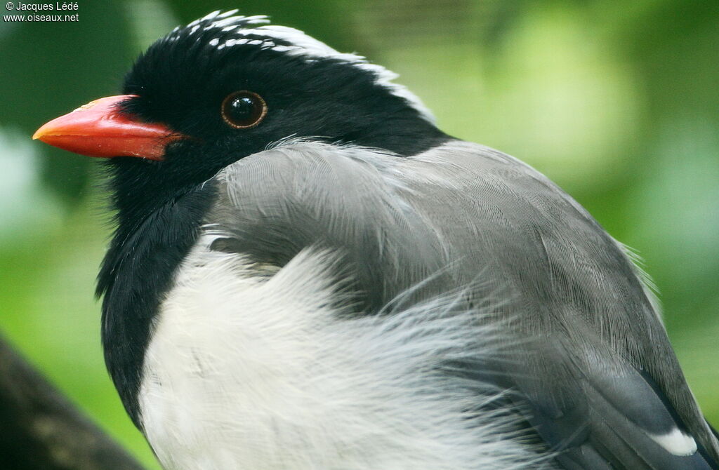 Red-billed Blue Magpie