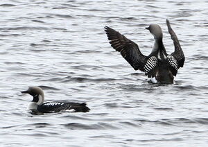 Plongeon arctique 
&copy; Jacques L�d�
