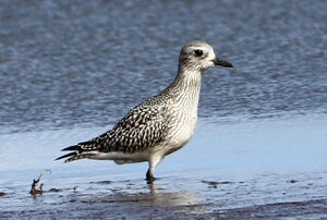 Grey Plover
