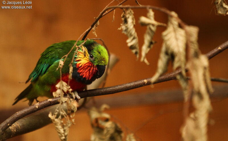 Edwards's Fig Parrot