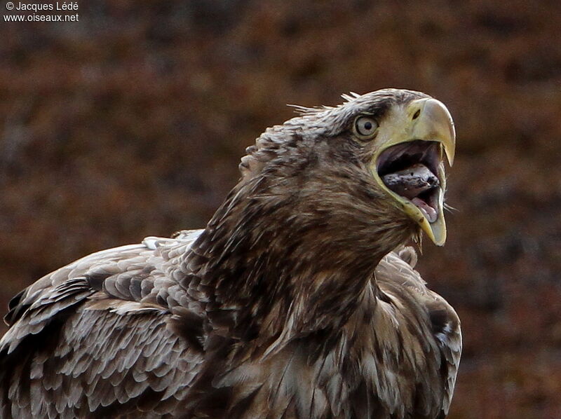 White-tailed Eagle, close-up portrait, feeding habits