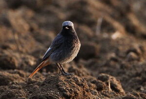 Black Redstart