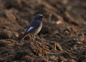 Black Redstart
