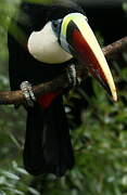 Toucan à bec rouge