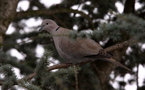 Eurasian Collared Dove 
&copy; Jacques L�d�