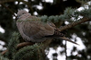 Eurasian Collared Dove 
&copy; Jacques L�d�