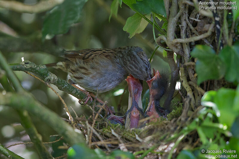 Dunnockadult breeding, identification, Reproduction-nesting