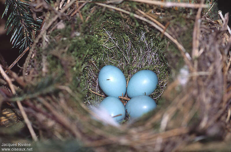 Dunnock, Reproduction-nesting