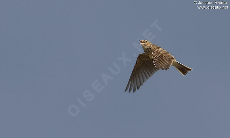 Eurasian Skylarkadult breeding, Flight