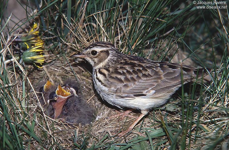 Woodlarkadult breeding, Reproduction-nesting
