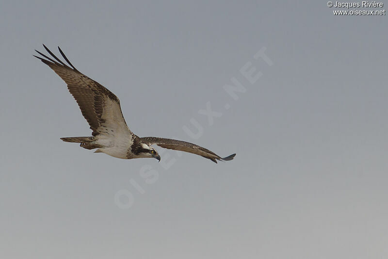 Western Ospreyimmature, Flight