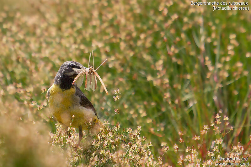 Grey Wagtail male adult breeding, identification, eats, Reproduction-nesting