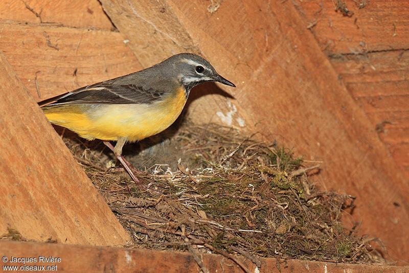 Grey Wagtail male adult breeding, Reproduction-nesting