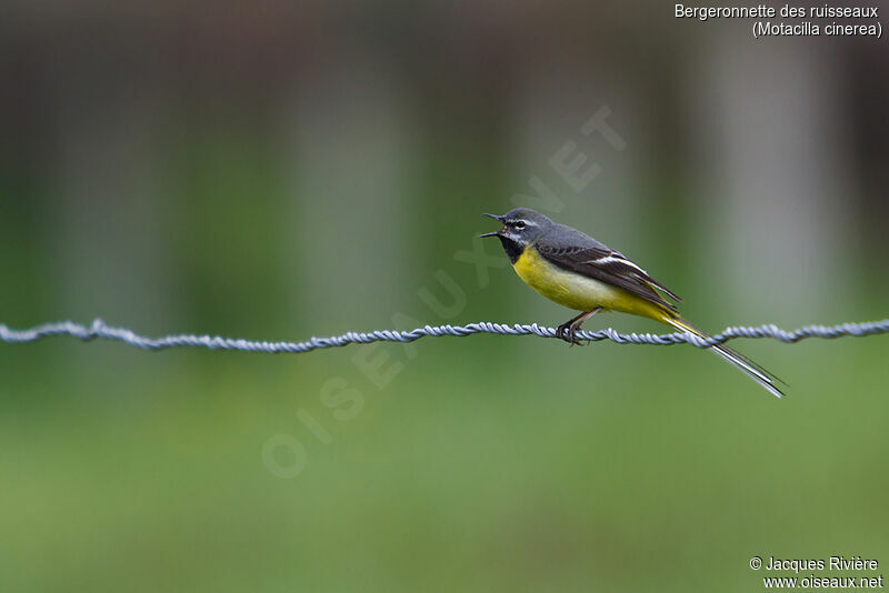 Grey Wagtail male adult breeding, identification, song