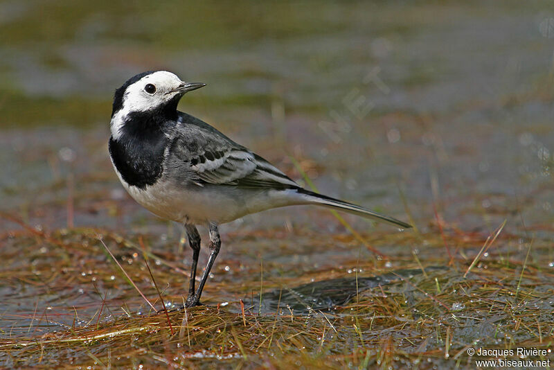 White Wagtail male adult breeding