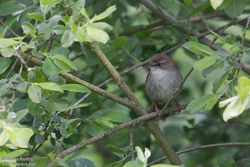 Cetti's Warbler male adult breeding, close-up portrait
