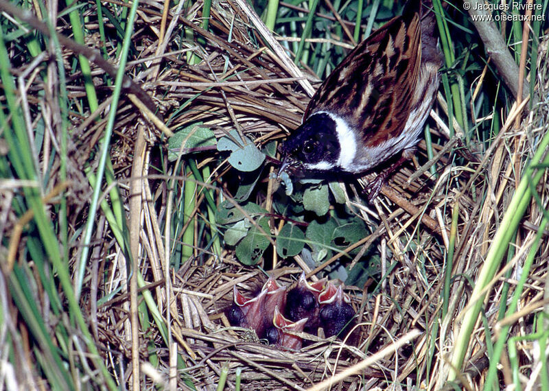 Common Reed Bunting male adult breeding, Reproduction-nesting
