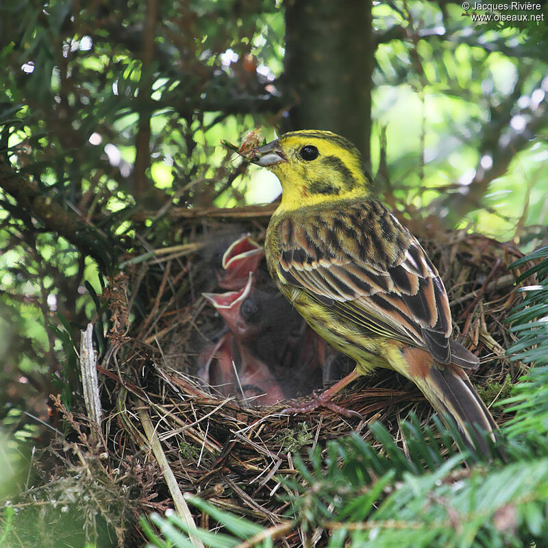 Yellowhammer male adult breeding, Reproduction-nesting