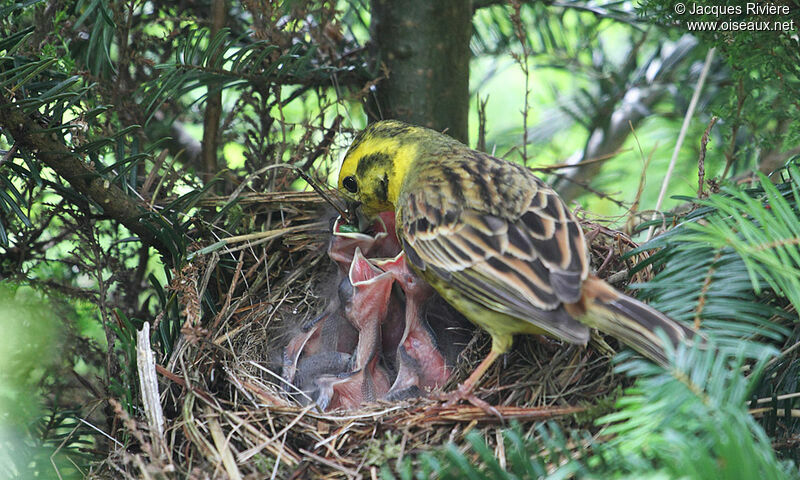 Yellowhammer male adult, Reproduction-nesting