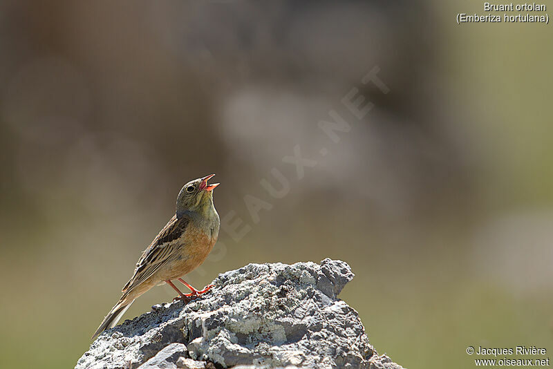 Ortolan Bunting male adult, identification, song