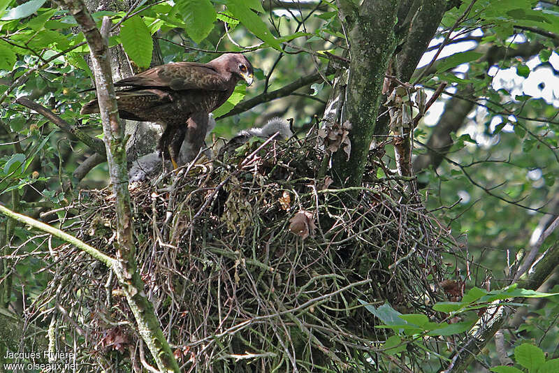 Common Buzzard male adult breeding, Reproduction-nesting