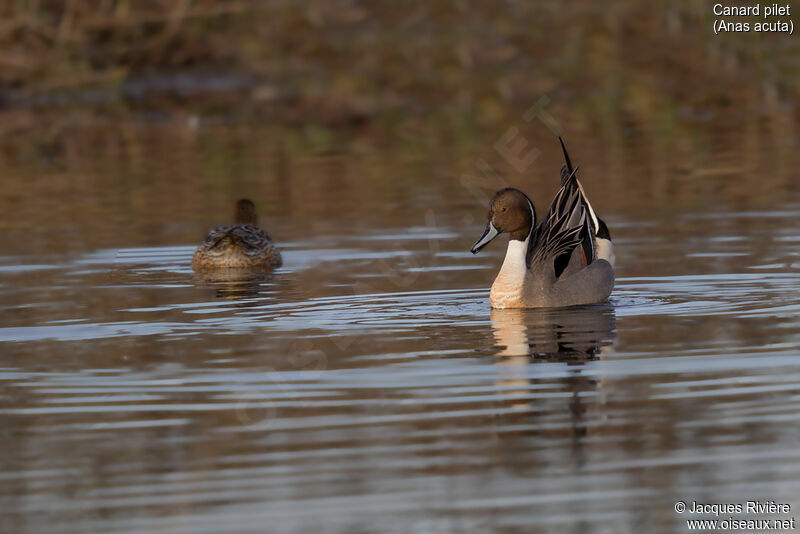 Northern Pintail male adult breeding, identification, courting display