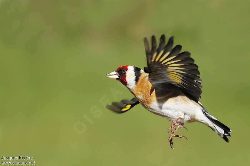 European Goldfinch male adult breeding, Flight