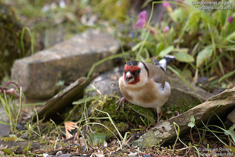 European Goldfinch female adult, identification, eats