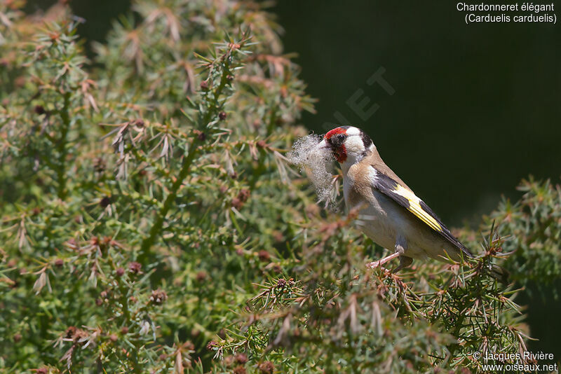 European Goldfinch female adult breeding, identification, Reproduction-nesting