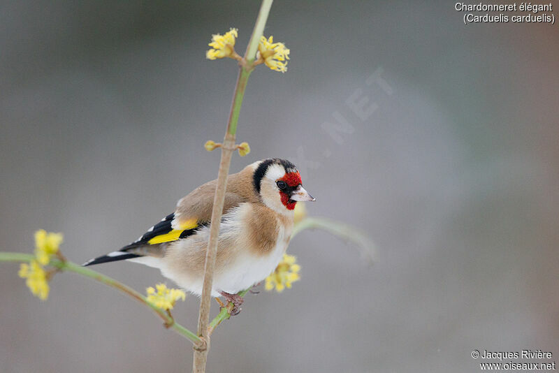 European Goldfinch female adult breeding, identification