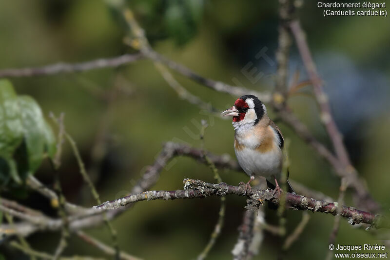 European Goldfinch male adult breeding, identification, song