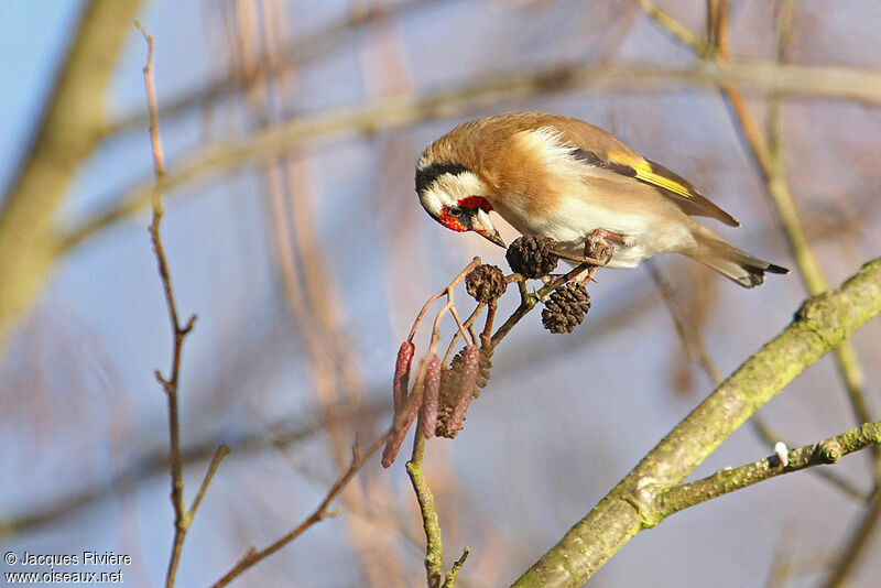 European Goldfinch male adult post breeding