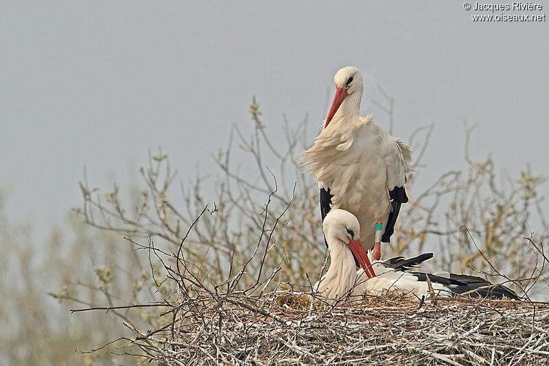 White Stork adult breeding